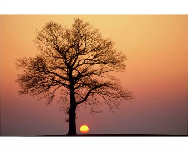 Oak Tree - standing on field, winter sunset