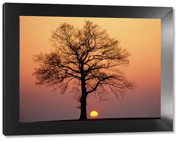 Oak Tree - standing on field, winter sunset