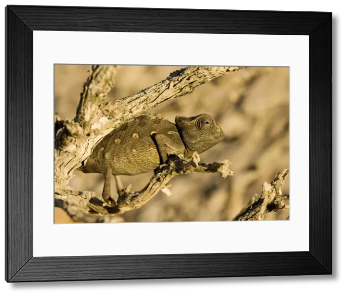Framed Print : Namaqua Chameleon-Baby waiting for prey- Namib Desert-Namibia-Africa Framed Print : Namaqua Chameleon-Baby waiting for prey- Namib Desert-Namibia-Africa