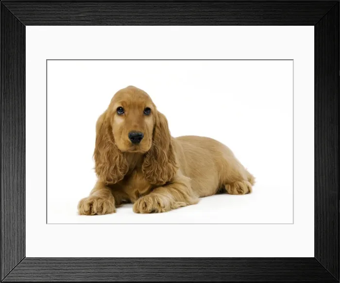 Framed Print : Dog - English Cocker Spaniel puppy in studio Framed Print : Dog - English Cocker Spaniel puppy in studio