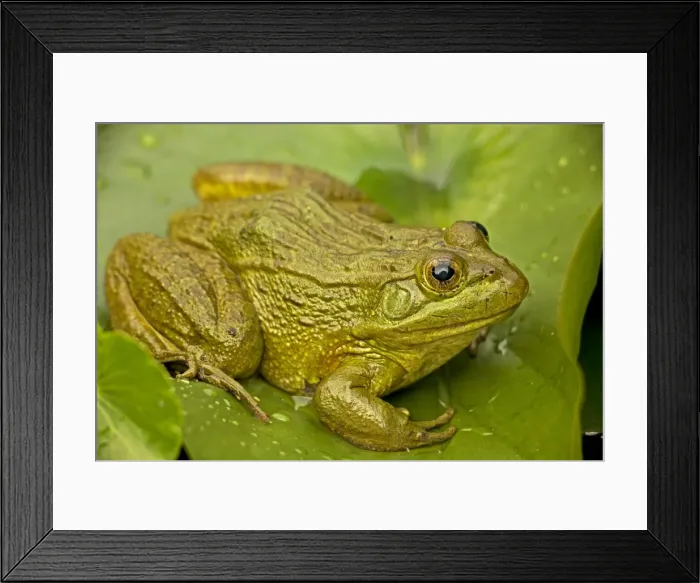 Framed Print : Chiricahua Leopard Frog (Rana chiricahuensis) - Arizona - USA - Also known as Ramsey Canyon Leopard Frog (Rana subaquavocalis) - IUCN vulnerable - Protected under Arizona state law - Declining populations due to habitat loss Framed Print : Chiricahua Leopard Frog (Rana chiricahuensis) - Arizona - USA - Also known as Ramsey Canyon Leopard Frog (Rana subaquavocalis) - IUCN vulnerable - Protected under Arizona state law - Declining populations due to habitat loss