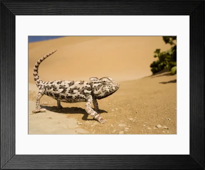 Framed Print : Namaqua Chameleon-Side profile during threat display-Pink Phase Dunes-Swakopmund-Namib Desert-Namibia-Africa Framed Print : Namaqua Chameleon-Side profile during threat display-Pink Phase Dunes-Swakopmund-Namib Desert-Namibia-Africa