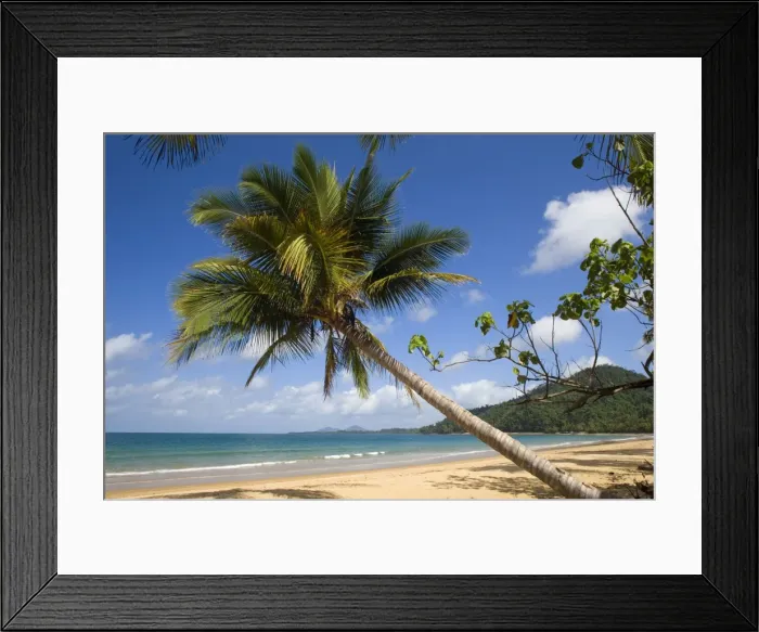 Framed Print : Coconut palm - a single coconut palm grows on a white dream beach in tropical Queensland - Bingil Bay near Mission Beach, Queensland, Australia Framed Print : Coconut palm - a single coconut palm grows on a white dream beach in tropical Queensland - Bingil Bay near Mission Beach, Queensland, Australia