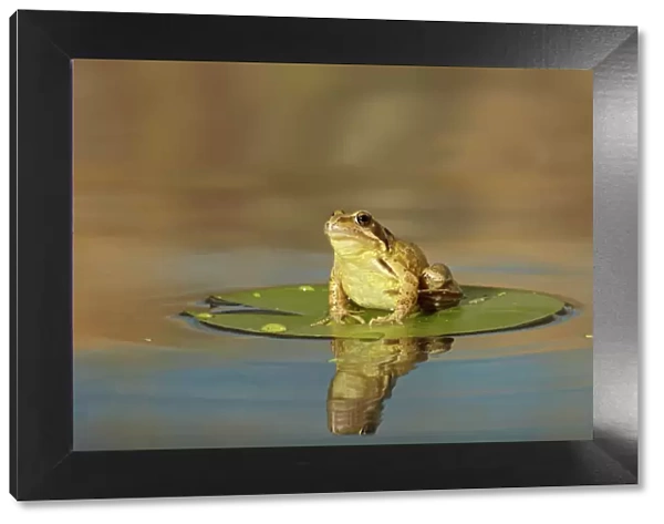 Common Frog - on lily pad - with reflection - Bedfordshire UK 007667