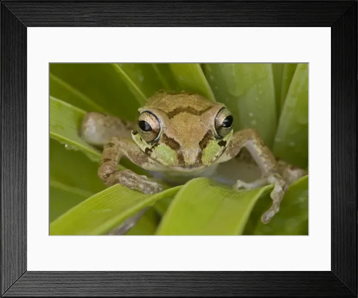 Framed Print : Mexican Tree Frog - Alamos - Sonora - Mexico Framed Print : Mexican Tree Frog - Alamos - Sonora - Mexico