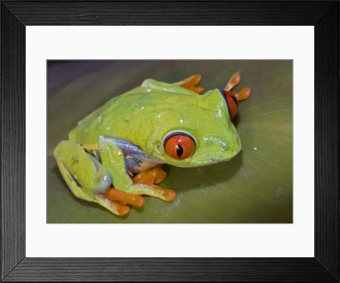 Framed Print : Red-eyed Treefrog - Native to South America Framed Print : Red-eyed Treefrog - Native to South America