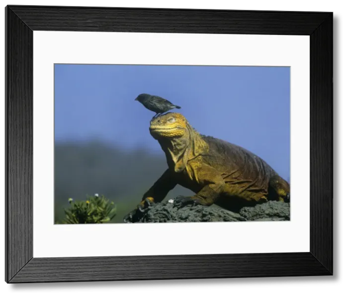 Framed Print : Small Ground FInch - perched on head of land iguana - Galapagos Islands Framed Print : Small Ground FInch - perched on head of land iguana - Galapagos Islands