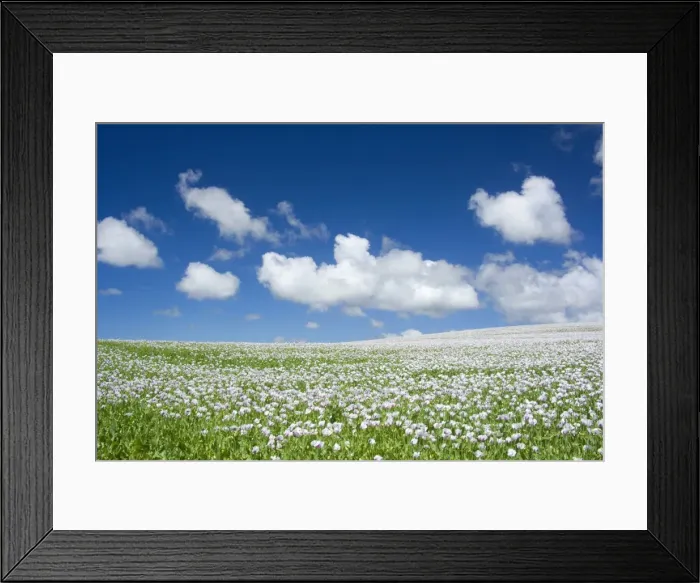 Framed Print : Opium poppy - a field of blooming opium poppies stretches as far as the eye can see. Beautiful blue sky and fluffy white clouds complement the picture of a blooming landscape - Tasmania, Australia Framed Print : Opium poppy - a field of blooming opium poppies stretches as far as the eye can see. Beautiful blue sky and fluffy white clouds complement the picture of a blooming landscape - Tasmania, Australia