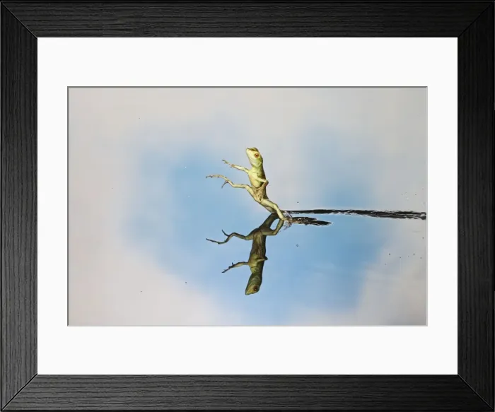 Framed Print : Green / Plumed Crested basilisk - basilisk youngster running on water Central America 005257 Framed Print : Green / Plumed Crested basilisk - basilisk youngster running on water Central America 005257
