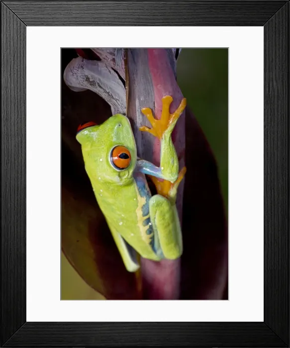 Framed Print : Red-eyed Treefrog - Native to South America Framed Print : Red-eyed Treefrog - Native to South America