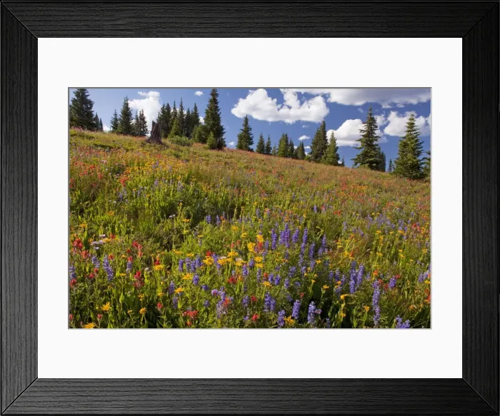 Framed Print : Spectacular early summer flowers, including arnica, lupin, paintbrush etc, on Shrine Pass near Vail, at about 11, 000 ft, The Rockies, Colorado, USA, North America Framed Print : Spectacular early summer flowers, including arnica, lupin, paintbrush etc, on Shrine Pass near Vail, at about 11, 000 ft, The Rockies, Colorado, USA, North America