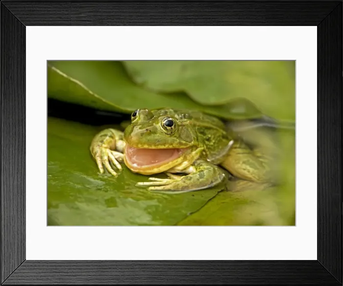 Framed Print : Chiricahua Leopard Frog (Rana chiricahuensis) - Arizona - USA - Swallowing its shed skin - Also known as Ramsey Canyon Leopard Frog (Rana subaquavocalis) Framed Print : Chiricahua Leopard Frog (Rana chiricahuensis) - Arizona - USA - Swallowing its shed skin - Also known as Ramsey Canyon Leopard Frog (Rana subaquavocalis)