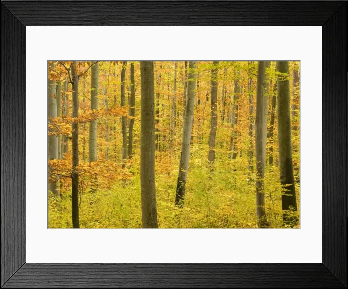 Framed Print : autumn forest - a forest in brightly coloured autumn foliage ranging from green to yellow and orange - Baden-Wuerttemberg, Germany Framed Print : autumn forest - a forest in brightly coloured autumn foliage ranging from green to yellow and orange - Baden-Wuerttemberg, Germany