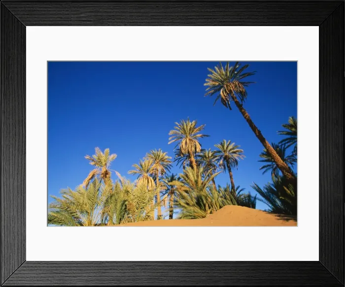 Framed Print : Morocco Date Palm trees (Phoenix dactylifera) in a true desert setting at the palmery near Ait Isfoul, Draa valley south of the High Atlas mountain range Framed Print : Morocco Date Palm trees (Phoenix dactylifera) in a true desert setting at the palmery near Ait Isfoul, Draa valley south of the High Atlas mountain range