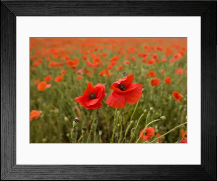 Framed Print : Common Poppies on the Berkshire Downs nr Blewbury UK July Framed Print : Common Poppies on the Berkshire Downs nr Blewbury UK July