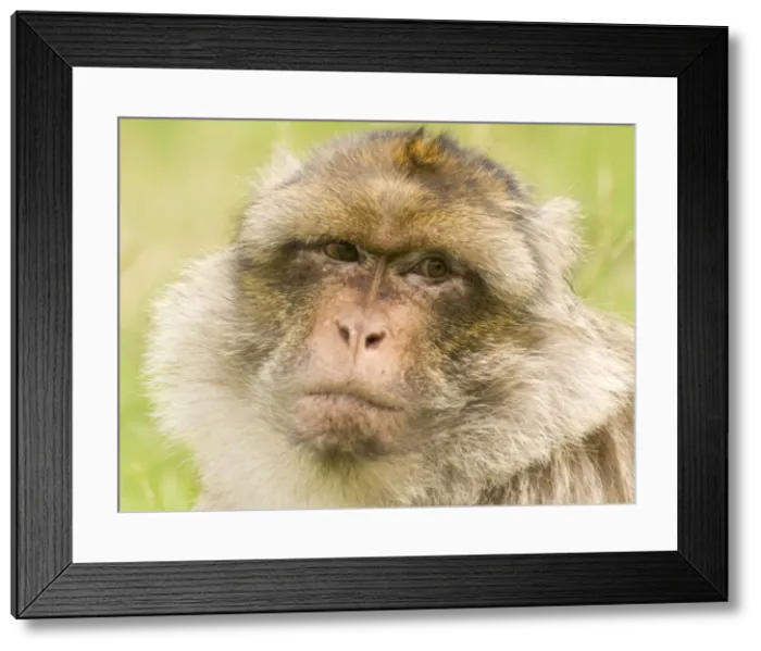 Framed Print : Barbary Macaque Framed Print : Barbary Macaque
