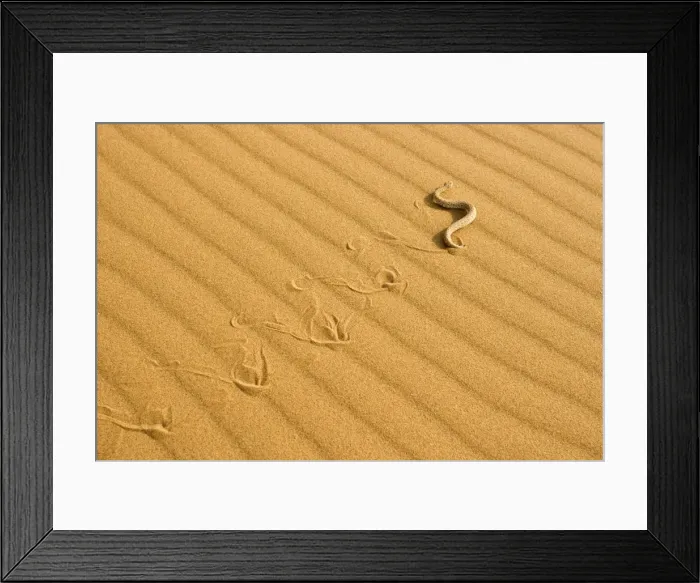 Framed Print : Peringuey's Adder - Sidewinding across dune sand - leaving a distinct track - Namib Desert - Namibia - Africa