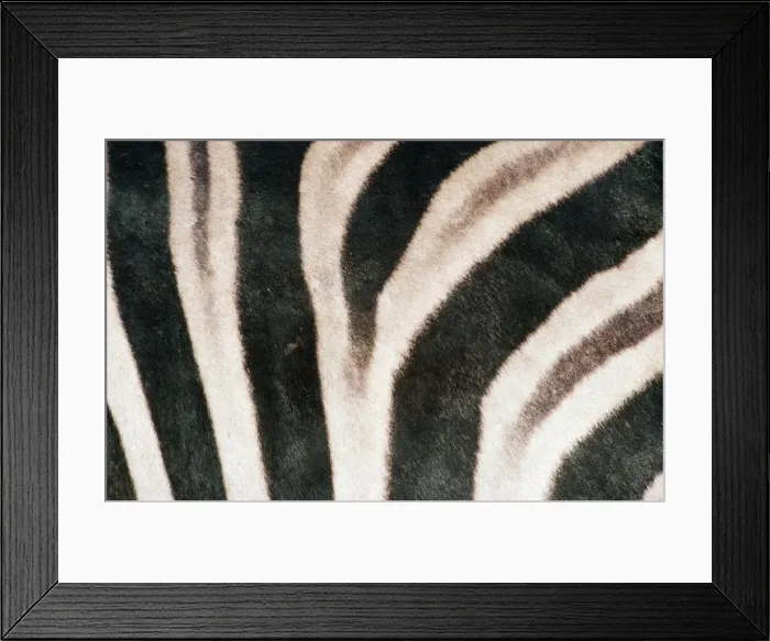 Framed Print : Chapman's Zebra TD 606 Skin, Etosha National Park, Nambia Africa. Equus burchelli © Thomas Dressler / ARDEA LONDON Framed Print : Chapman's Zebra TD 606 Skin, Etosha National Park, Nambia Africa. Equus burchelli © Thomas Dressler / ARDEA LONDON
