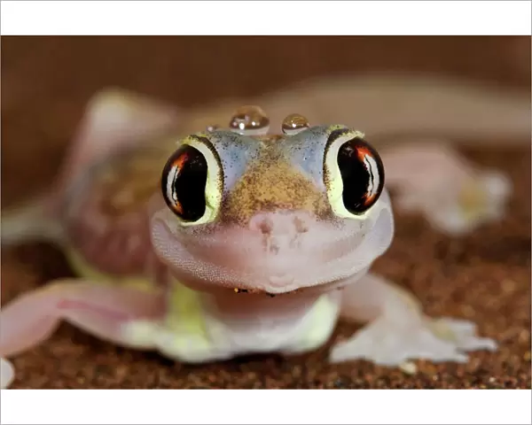 Palmato Gecko - close up of the head with water droplets - Namib Desert - Namibia - Africa