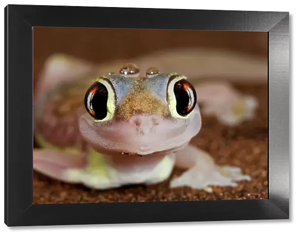 Palmato Gecko - close up of the head with water droplets - Namib Desert - Namibia - Africa
