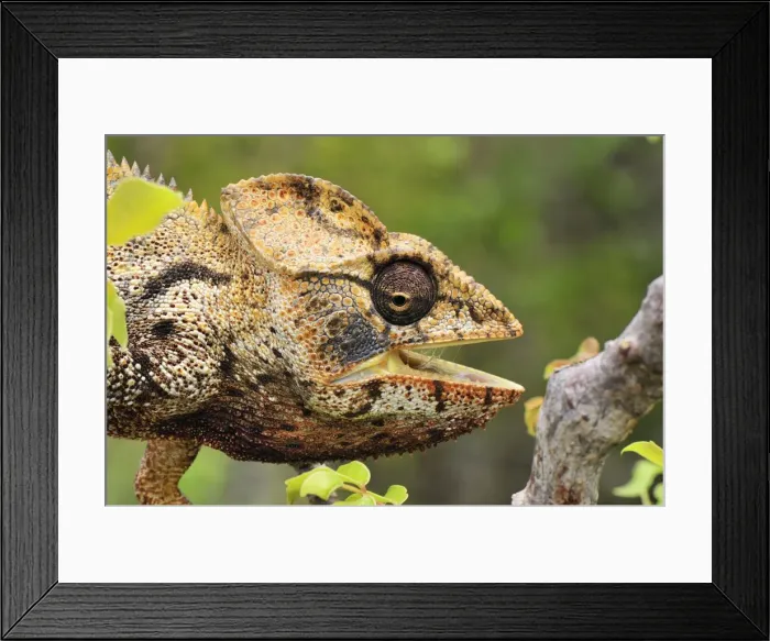 Framed Print : Giant Madagascar  /  Oustalet's Chameleon - male with mouth open - Montagne des Francais Reserve - Antsiranana - Northern Madagascar