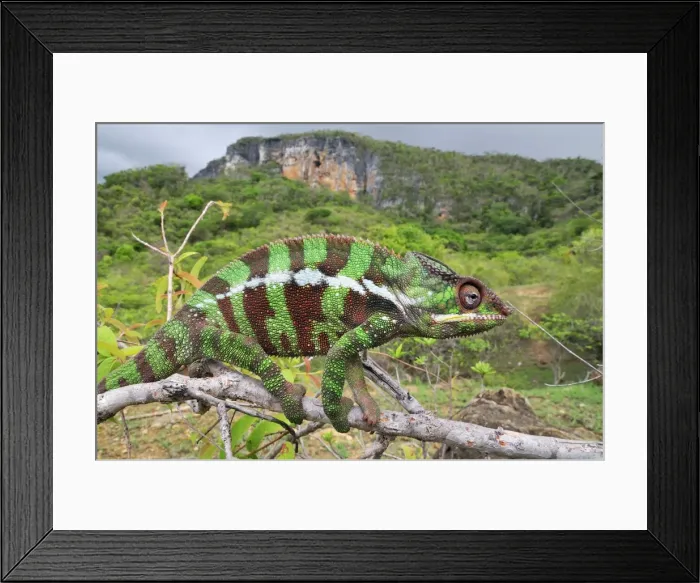 Framed Print : Panther Chameleon - male on branch - Montagne des Francais Reserve - Antsiranana - Northern Madagascar Framed Print : Panther Chameleon - male on branch - Montagne des Francais Reserve - Antsiranana - Northern Madagascar