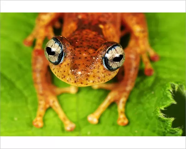 Tree Frog - Andasibe-Mantadia National Park - Madagascar