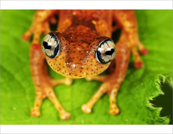 Tree Frog - Andasibe-Mantadia National Park - Madagascar