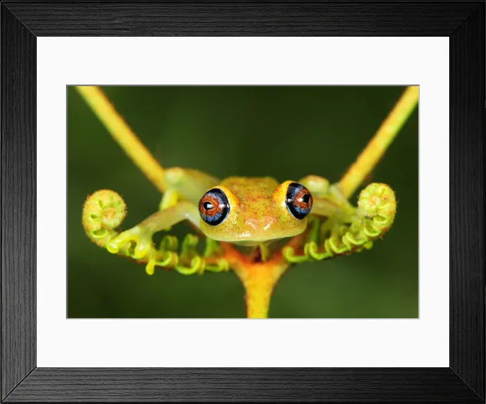 Framed Print : Green Bright-eyed Frog / Andasibe Tree Frog - on a fern Andasibe - Mantadia National Park - Madagascar Framed Print : Green Bright-eyed Frog / Andasibe Tree Frog - on a fern Andasibe - Mantadia National Park - Madagascar