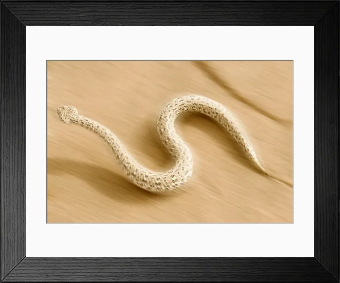 Framed Print : Peringuey's Adder - In full side winding motion - blurring across the desert sand - Dunes - Namib Desert - Namibia - Africa Framed Print : Peringuey's Adder - In full side winding motion - blurring across the desert sand - Dunes - Namib Desert - Namibia - Africa
