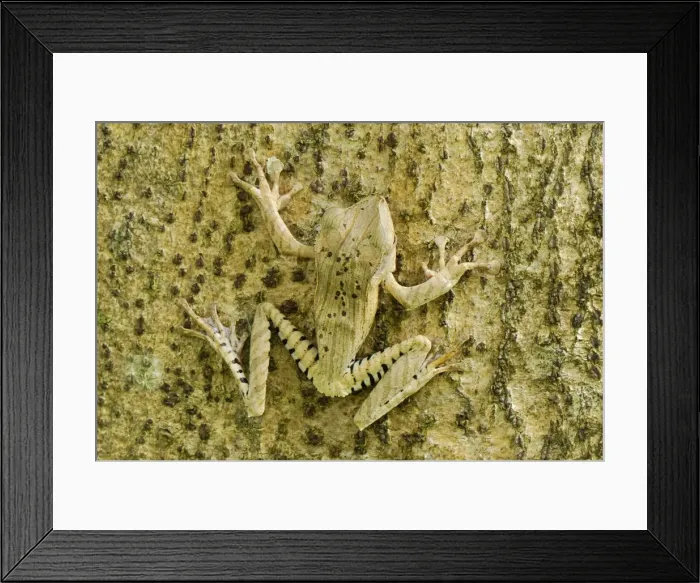 Framed Print : File-eared Tree Frog / Whipping Frog - Danum Valley Conservation Area - Sabah - Borneo - Malaysia Framed Print : File-eared Tree Frog / Whipping Frog - Danum Valley Conservation Area - Sabah - Borneo - Malaysia