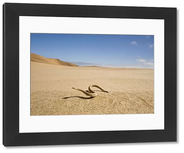 Peringuey's Adder - Wide angle view - sidewinding accros the desert sand - with the dunes in the background - Namib Desert - Namibia - Africa