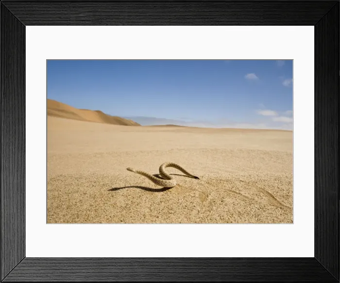 Framed Print : Peringuey's Adder - Wide angle view - sidewinding accros the desert sand - with the dunes in the background - Namib Desert - Namibia - Africa Framed Print : Peringuey's Adder - Wide angle view - sidewinding accros the desert sand - with the dunes in the background - Namib Desert - Namibia - Africa