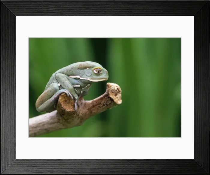 Framed Print : Wax Tree Frog South America Framed Print : Wax Tree Frog South America