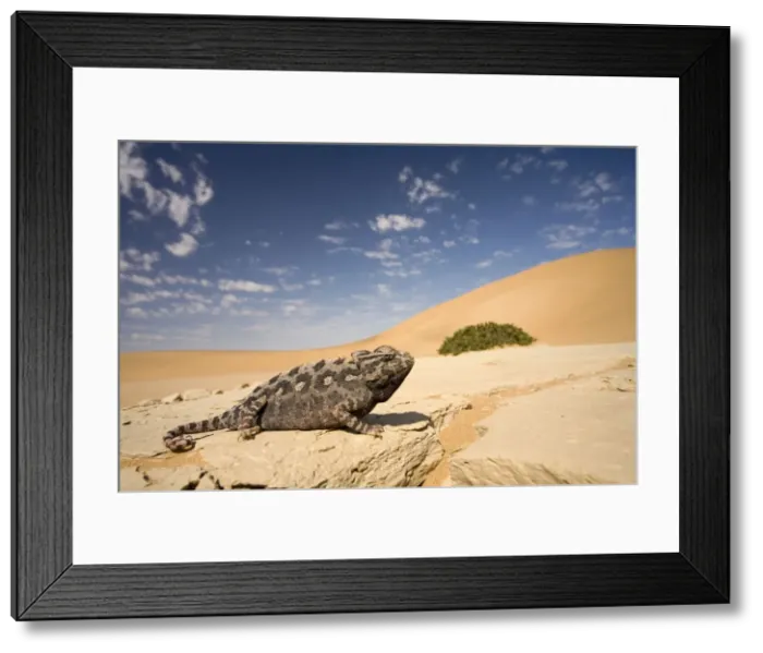 Framed Print : Namaqua Chameleon-Wide angle shot on a clay bank with the dunes and cloudy blue sky in the distance-Dunes-Swakopmund-Namib Desert-Namibia-Africa Framed Print : Namaqua Chameleon-Wide angle shot on a clay bank with the dunes and cloudy blue sky in the distance-Dunes-Swakopmund-Namib Desert-Namibia-Africa