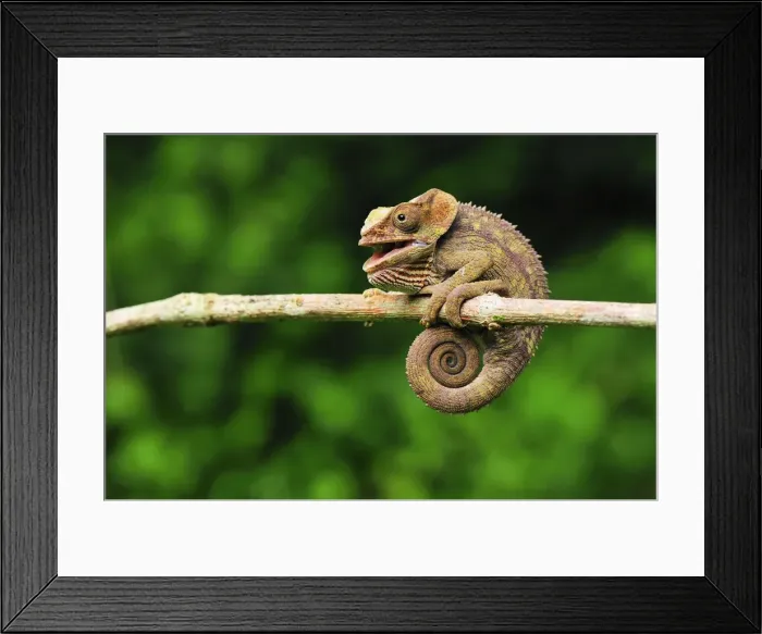 Framed Print : Short-horned Chameleon / Elephant-eared Chameleon - hanging on to branch - Andasibe-Mantadia National Park - Eastern-central Madagascar Framed Print : Short-horned Chameleon / Elephant-eared Chameleon - hanging on to branch - Andasibe-Mantadia National Park - Eastern-central Madagascar