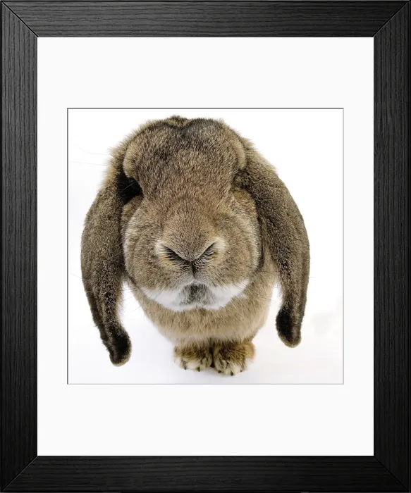 Framed Print : Rabbit - Belier francais breed Framed Print : Rabbit - Belier francais breed