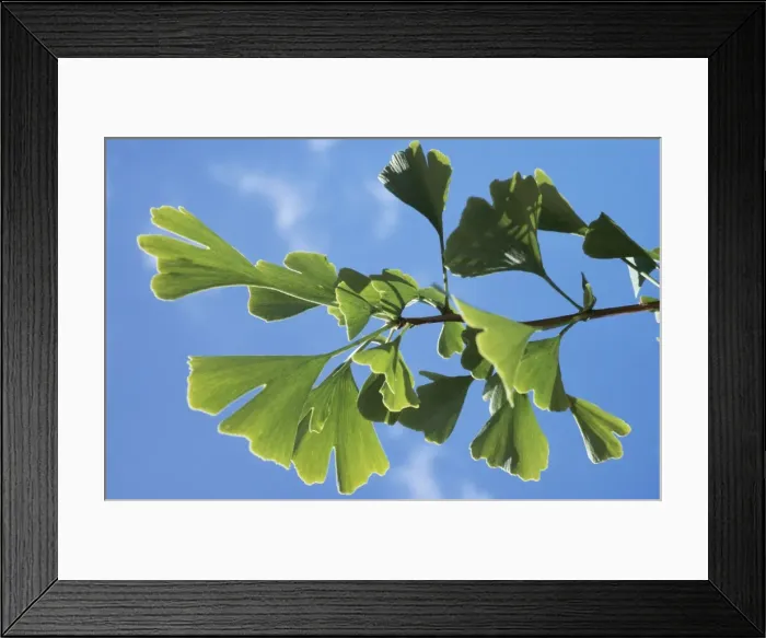 Framed Print : Maidenhair Tree PM 8967 Ginkgo bilobatum © P. Morris  /  ARDEA LONDON
