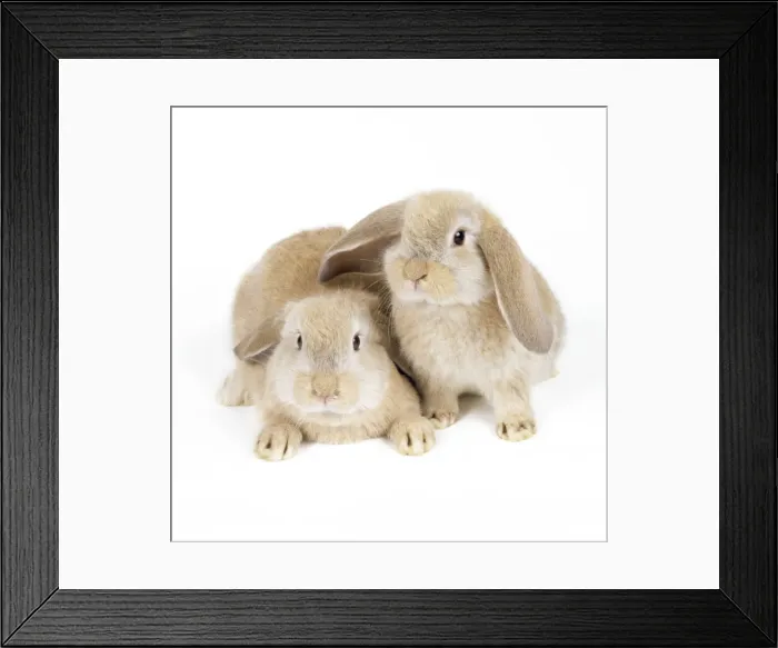 Framed Print : Lop-eared Rabbit Framed Print : Lop-eared Rabbit