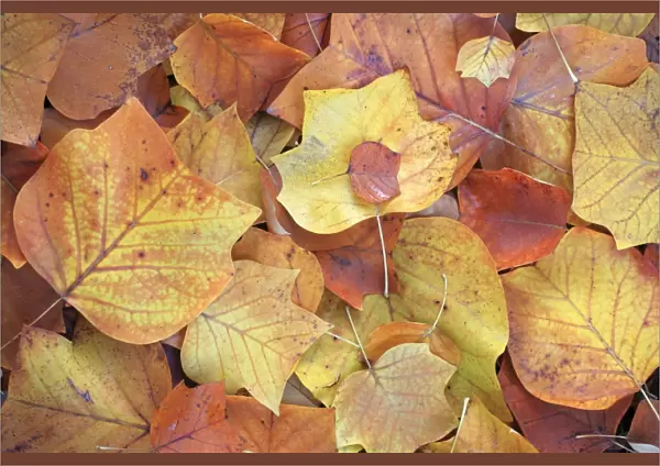 Tulip Tree - leaves showing autumn colour, Hessen, Germany