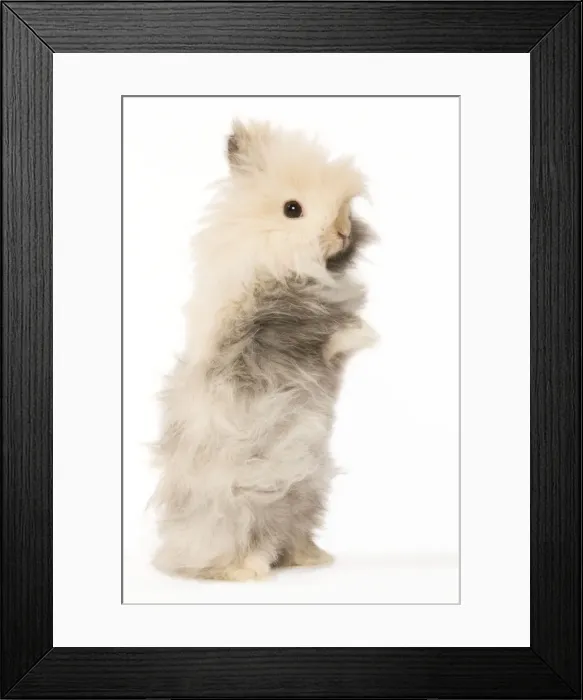 Framed Print : Rabbit - dwarf angora in studio Framed Print : Rabbit - dwarf angora in studio