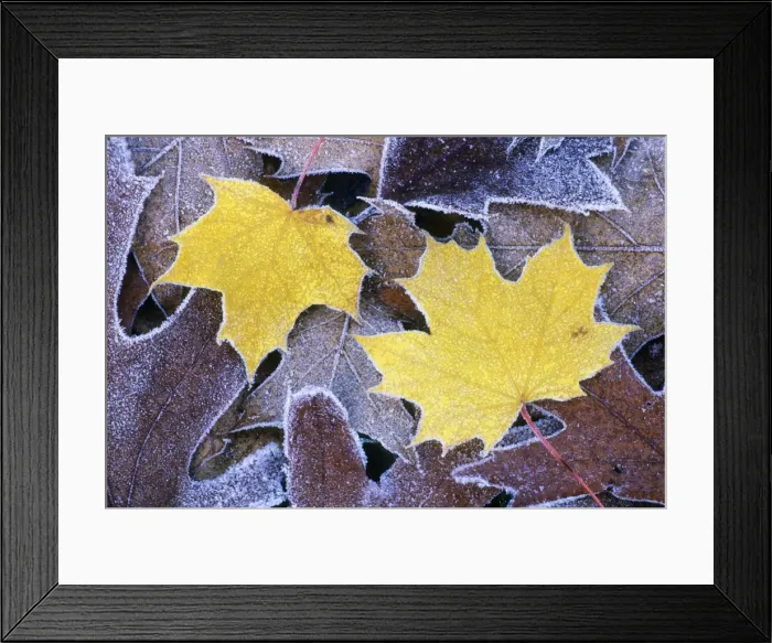 Framed Print : Norway Maple - and Scarlet Oak (Quercus coccinea), autumn leaves covered with frost, Lower Saxony, Germany Framed Print : Norway Maple - and Scarlet Oak (Quercus coccinea), autumn leaves covered with frost, Lower Saxony, Germany
