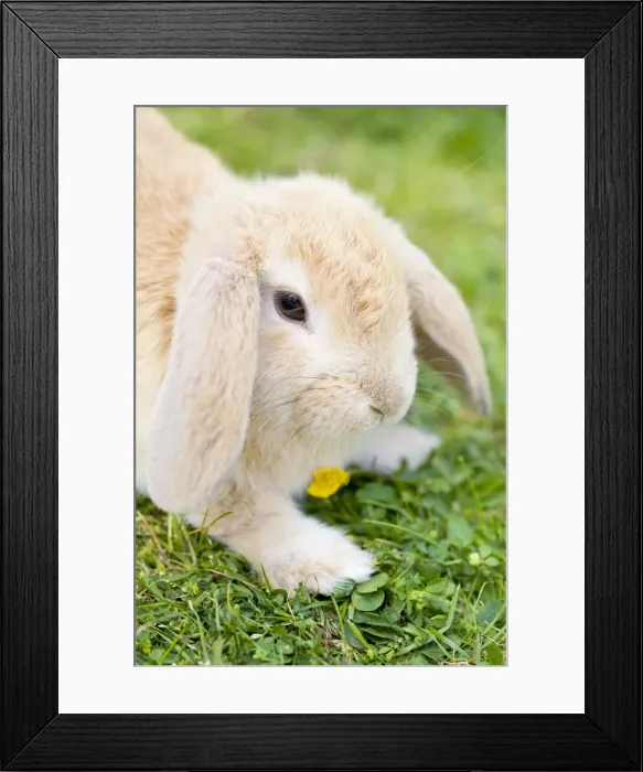 Framed Print : Rabbit - young on grass lawn - UK Framed Print : Rabbit - young on grass lawn - UK