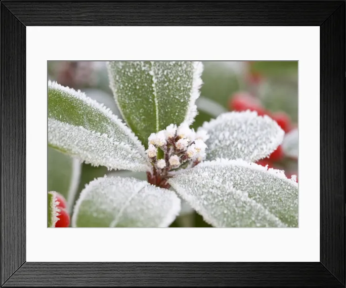 Framed Print : Skimmia Buds and Leaves Frosted Framed Print : Skimmia Buds and Leaves Frosted