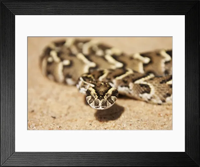 Framed Print : Puff Adder - Its venom is cytotoxic and fatal in humans - Living Desert Snake Park - Swakopmund - Namibia Framed Print : Puff Adder - Its venom is cytotoxic and fatal in humans - Living Desert Snake Park - Swakopmund - Namibia