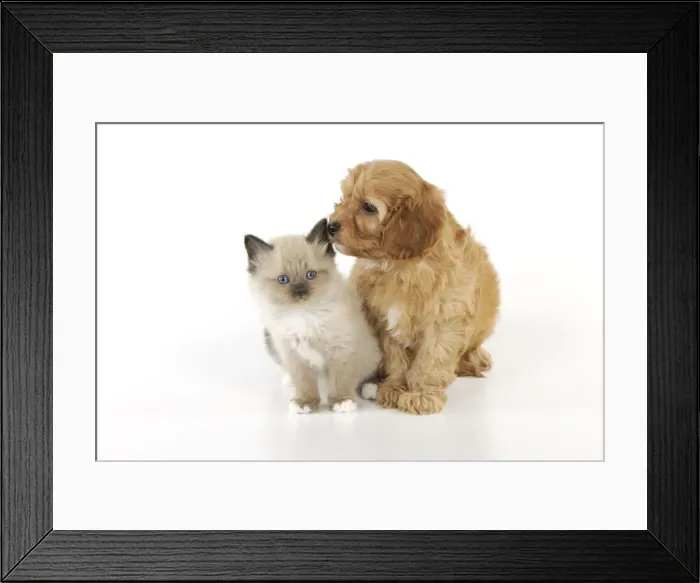 Framed Print : DOG. Cockerpoo puppy (Poodle X Cocker Spaniel 7wks old) with a kitten Framed Print : DOG. Cockerpoo puppy (Poodle X Cocker Spaniel 7wks old) with a kitten