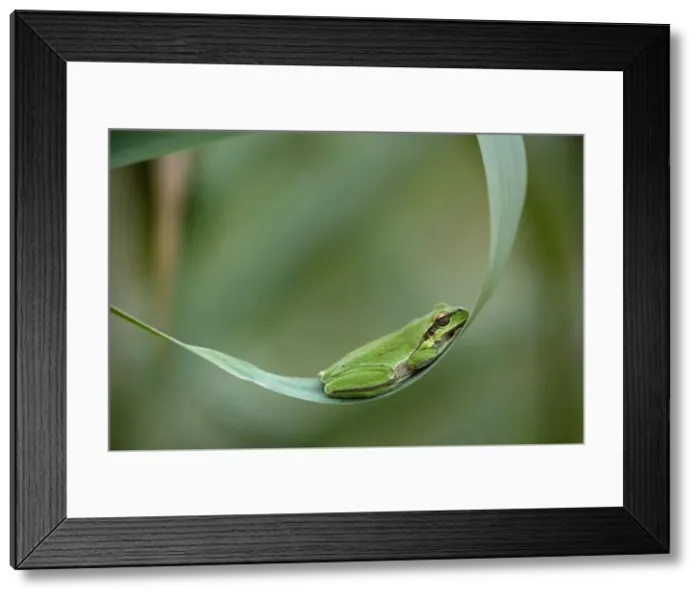 Framed Print : Common Tree Frog - resting in its hammock (!), evening. south Europe. Cyprus Framed Print : Common Tree Frog - resting in its hammock (!), evening. south Europe. Cyprus