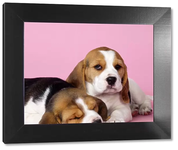 Beagle Dog - puppies