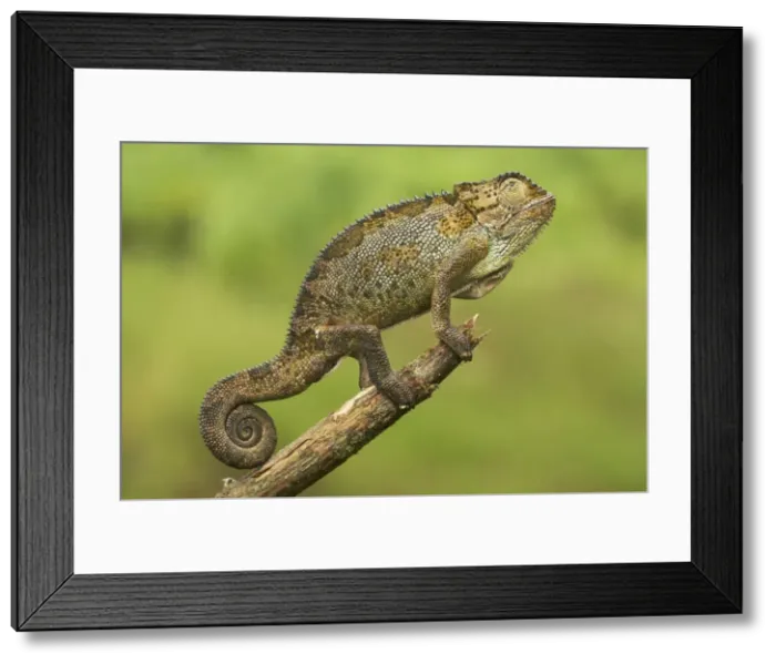 Framed Print : Chamaeleo harennae Framed Print : Chamaeleo harennae