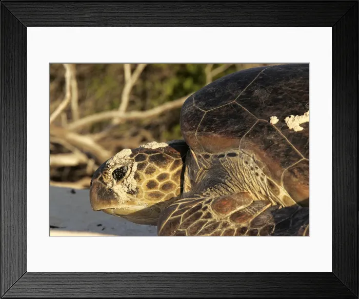 Framed Print : Green Sea Turtle. Atol de Cosmoledo - Seychelles - Indian Ocean Framed Print : Green Sea Turtle. Atol de Cosmoledo - Seychelles - Indian Ocean